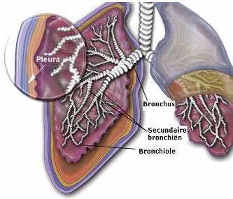 Schematische weergave van longen met de benamingen van de delen